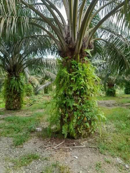 Agricultural Land for Sale in Kuala Kangsar (Perak) - Jenny Choong - Exterior - PropertyGuru.com.my