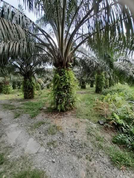 Agricultural Land for Sale in Kuala Kangsar (Perak) - Jenny Choong - Exterior - PropertyGuru.com.my