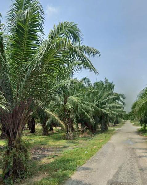 Agricultural Land for Sale in Jeram (Selangor) - Jason Yeong - Exterior - PropertyGuru.com.my