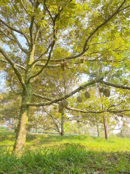 Tanah Pertanian untuk Dijual di Lenggeng (Negeri Sembilan) - Nurul Izza - PropertyGuru.com.my