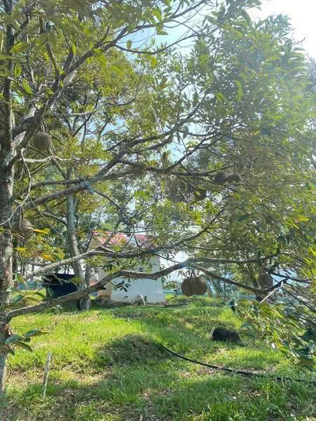Tanah Pertanian untuk Dijual di Lenggeng (Negeri Sembilan) - Nurul Izza - PropertyGuru.com.my
