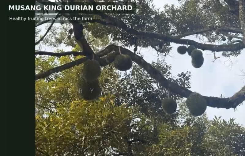Tanah Pertanian untuk Dijual di Raub (Pahang) - Bryan Liew - PropertyGuru.com.my