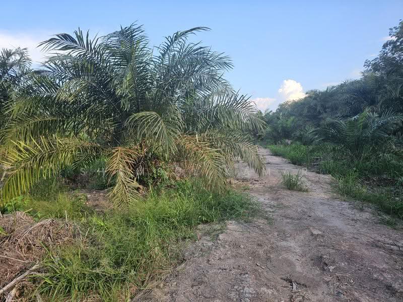 Agricultural Land for Sale in Yong Peng (Johor) - Shamsul Kamar Abd Shukor - Exterior - PropertyGuru.com.my