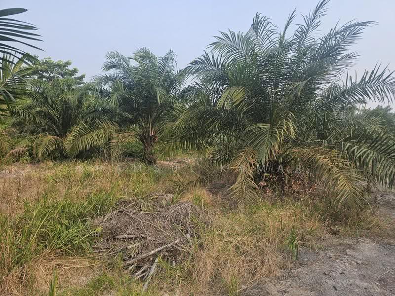 Agricultural Land for Sale in Yong Peng (Johor) - Shamsul Kamar Abd Shukor - Exterior - PropertyGuru.com.my