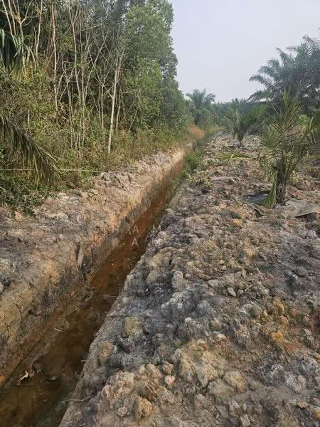 Agricultural Land for Sale in Yong Peng (Johor) - Shamsul Kamar Abd Shukor - Exterior - PropertyGuru.com.my