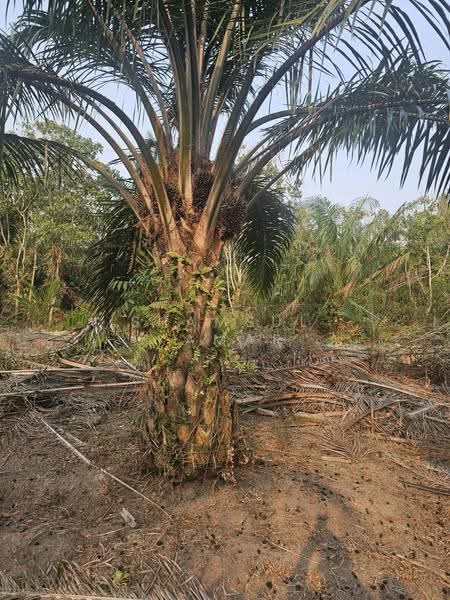 Agricultural Land for Sale in Yong Peng (Johor) - Shamsul Kamar Abd Shukor - Exterior - PropertyGuru.com.my