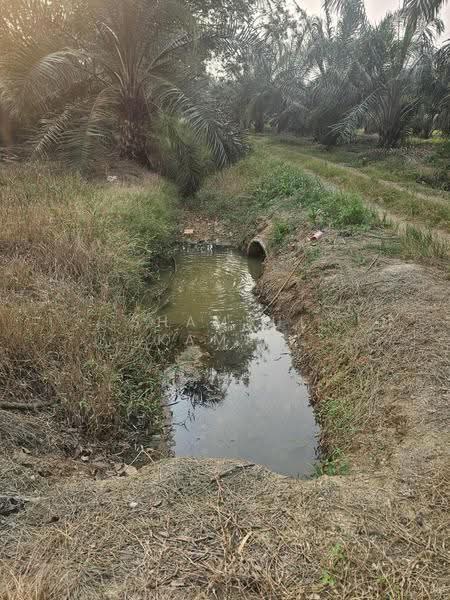 Agricultural Land for Sale in Yong Peng (Johor) - Shamsul Kamar Abd Shukor - Exterior - PropertyGuru.com.my