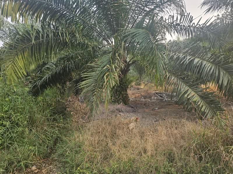Agricultural Land for Sale in Yong Peng (Johor) - Shamsul Kamar Abd Shukor - Exterior - PropertyGuru.com.my