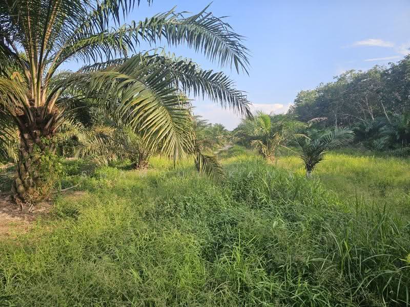 Agricultural Land for Sale in Yong Peng (Johor) - Shamsul Kamar Abd Shukor - Exterior - PropertyGuru.com.my