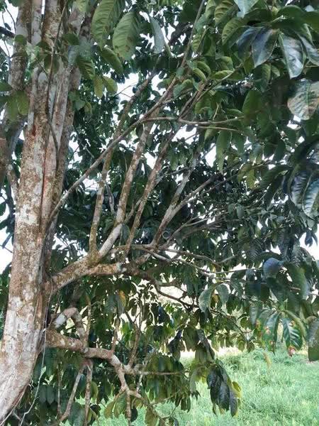 Agricultural Land for Sale in Serian (Sarawak) - KC Jee - Exterior - PropertyGuru.com.my