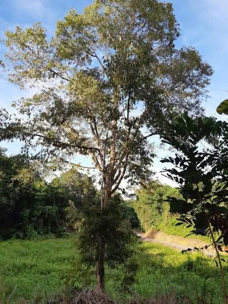 Agricultural Land for Sale in Serian (Sarawak) - KC Jee - Exterior - PropertyGuru.com.my