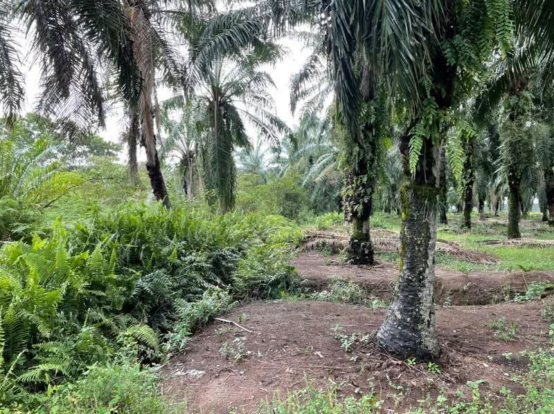 Industrial Land for Rent in Jenjarom (Selangor) - Jasper Wong - Garden - PropertyGuru.com.my