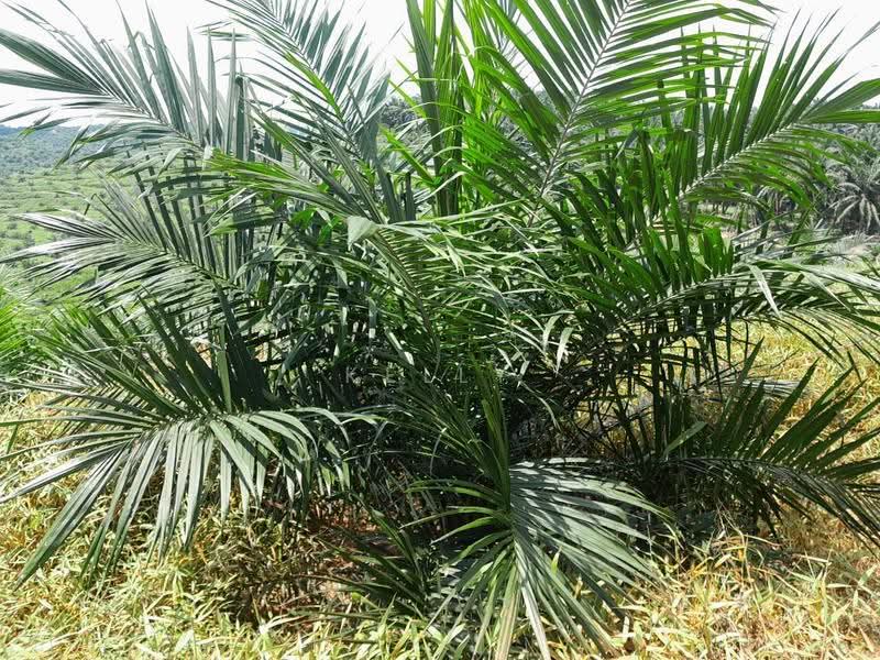 Agricultural Land for Sale in Kuala Pilah (Negeri Sembilan) - Kelly Wai - Exterior - PropertyGuru.com.my