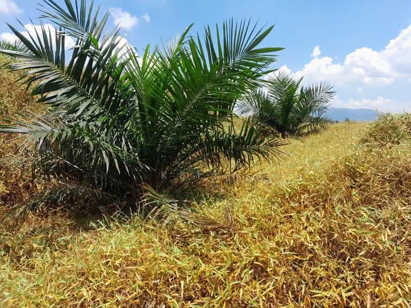 Agricultural Land for Sale in Kuala Pilah (Negeri Sembilan) - Kelly Wai - Exterior - PropertyGuru.com.my