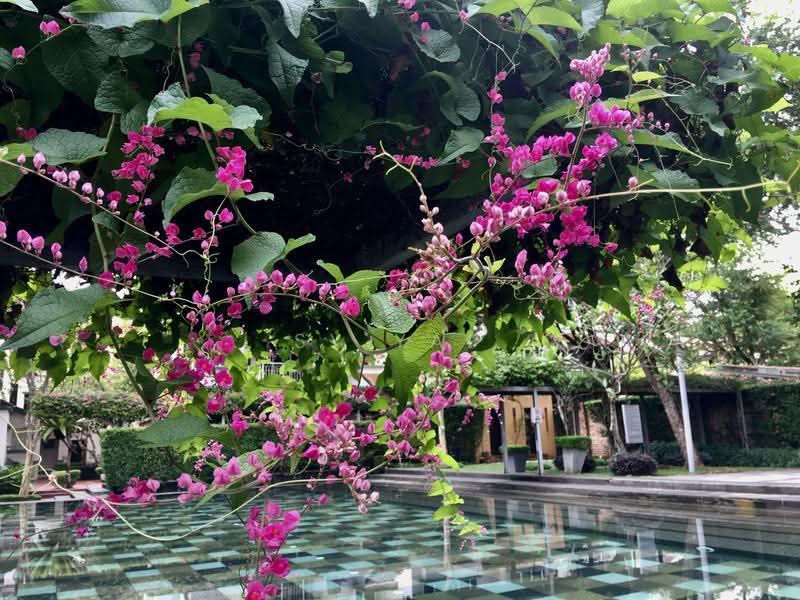 3-storey Terraced House for Rent in Desa Parkcity (Kuala Lumpur) - SY YAP - Garden - PropertyGuru.com.my