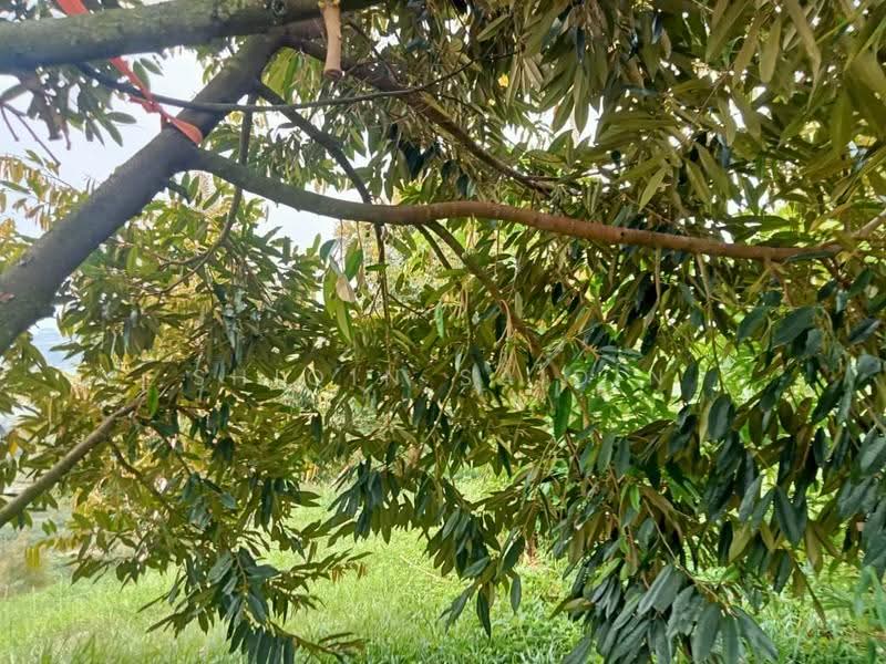 Agricultural Land for Sale in Kuala Kubu Bharu (Selangor) - Shiqin Saidin - Exterior - PropertyGuru.com.my