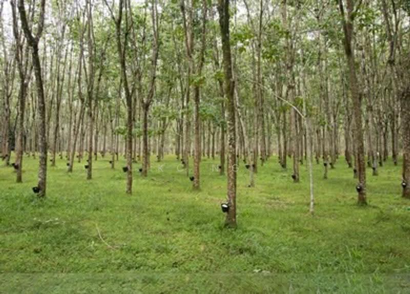 Agricultural Land for Sale in Kota Marudu (Sabah) - KC Ng - Exterior - PropertyGuru.com.my