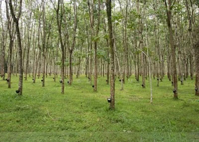 Agricultural Land for Sale in Kota Marudu (Sabah) - Peggy Lim - Exterior - PropertyGuru.com.my