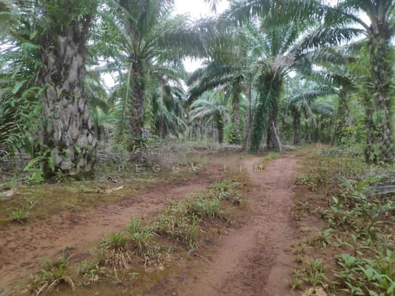 Agricultural Land for Sale in Kota Marudu (Sabah) - Peggy Lim - Exterior - PropertyGuru.com.my