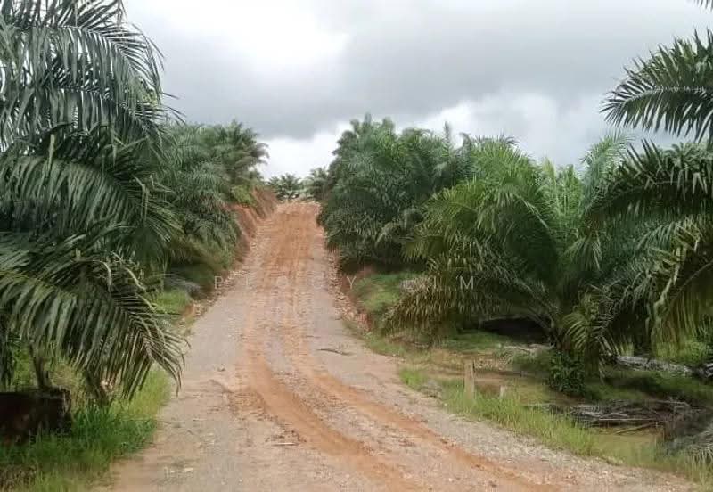 Agricultural Land for Sale in Kota Marudu (Sabah) - Peggy Lim - Exterior - PropertyGuru.com.my