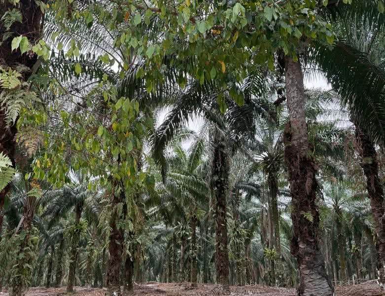 Tanah Pertanian untuk Dijual di Gelang Patah (Johor) - Kelly Wai - Exterior - PropertyGuru.com.my