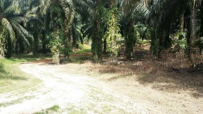 Agricultural Land for Sale in Kuala Pilah (Negeri Sembilan) - Kelly Wai - Exterior - PropertyGuru.com.my