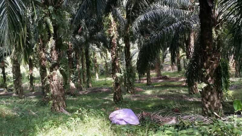 Agricultural Land for Sale in Kuala Pilah (Negeri Sembilan) - Kelly Wai - Garden - PropertyGuru.com.my