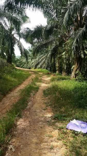 Agricultural Land for Sale in Kuala Pilah (Negeri Sembilan) - Kelly Wai - Exterior - PropertyGuru.com.my