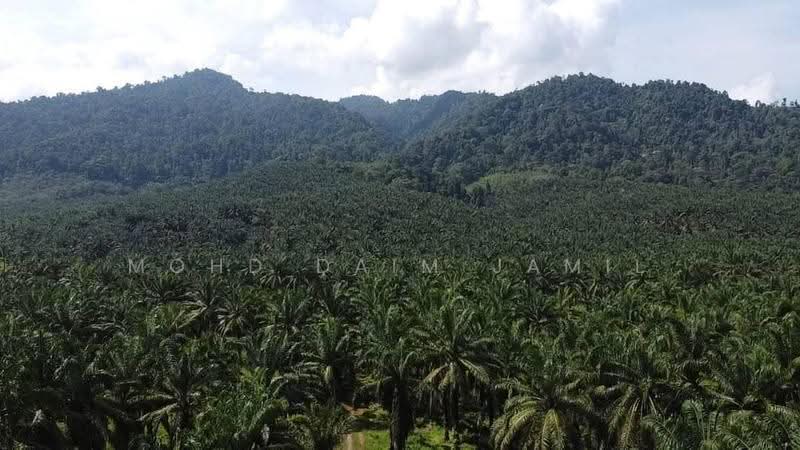 Tanah Pertanian untuk Dijual di Bandar Sungai Siput (Sungai Siput) - Mohd Daim Jamil - Exterior - PropertyGuru.com.my