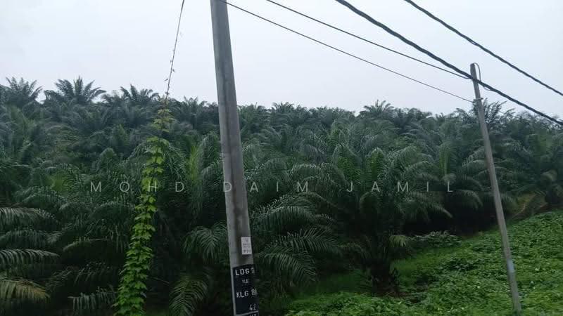 Tanah Pertanian untuk Dijual di Bandar Sungai Siput (Sungai Siput) - Mohd Daim Jamil - PropertyGuru.com.my