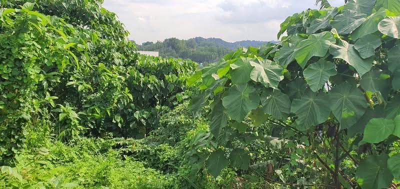 Agricultural Land for Sale in Kampung Baru Subang (Sungai Buloh) - Kew . - PropertyGuru.com.my