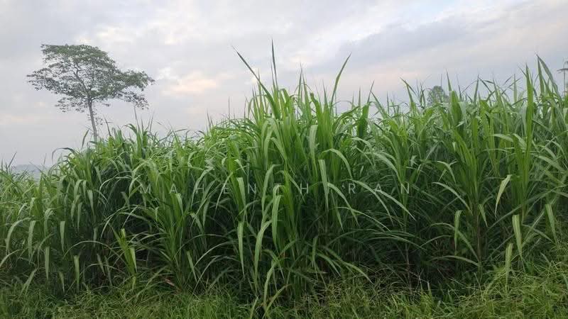 Agricultural Land for Rent in Jasin (Melaka) - Mahenthiran . - Exterior - PropertyGuru.com.my