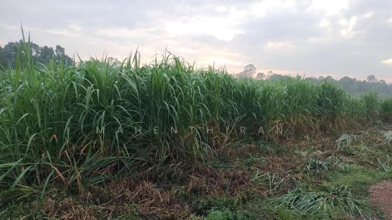 Agricultural Land for Rent in Jasin (Melaka) - Mahenthiran . - Exterior - PropertyGuru.com.my