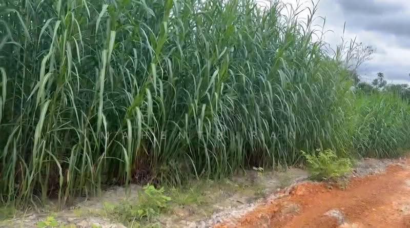 Agricultural Land for Rent in Jasin (Melaka) - Mahenthiran . - PropertyGuru.com.my