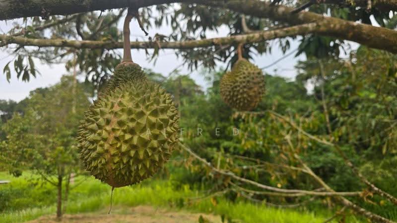 Agricultural Land for Sale in Batu Kawa (Kuching) - Alfred Chua - PropertyGuru.com.my