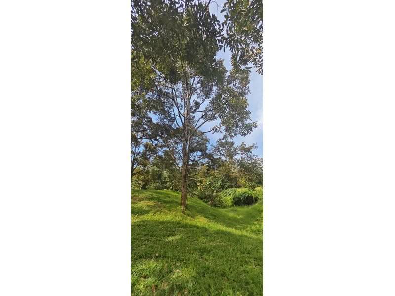 Agricultural Land for Sale in Batu Kawa (Kuching) - Alfred Chua - Garden - PropertyGuru.com.my