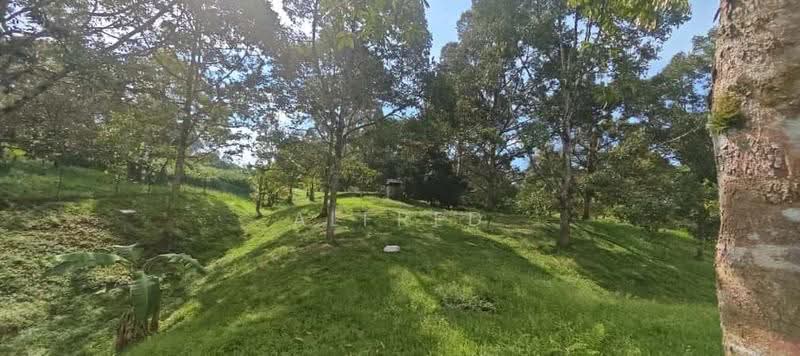 Agricultural Land for Sale in Batu Kawa (Kuching) - Alfred Chua - Garden - PropertyGuru.com.my