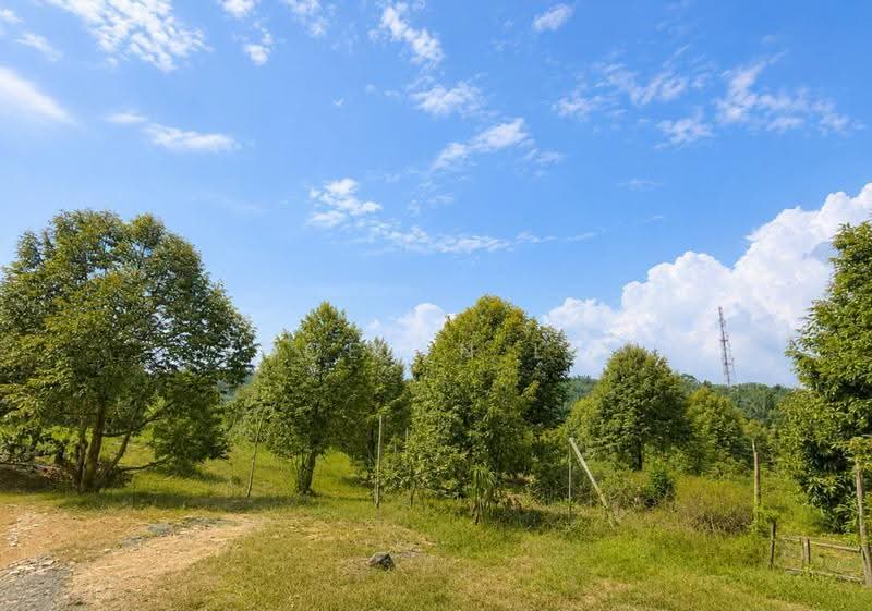 Agricultural Land for Sale in Semangar (Kota Tinggi) - Jocelyn Lee - PropertyGuru.com.my