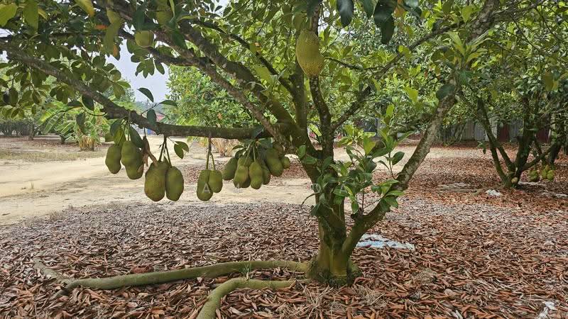 Agricultural Land for Sale in Pusing (Perak) - Amanda Fan - Garden - PropertyGuru.com.my