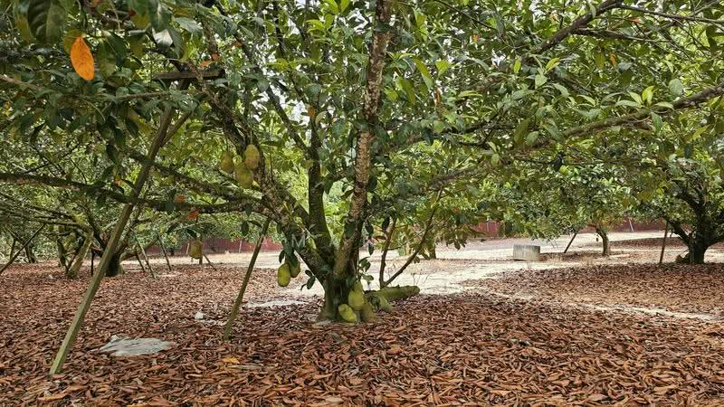 Agricultural Land for Sale in Pusing (Perak) - Amanda Fan - Garden - PropertyGuru.com.my