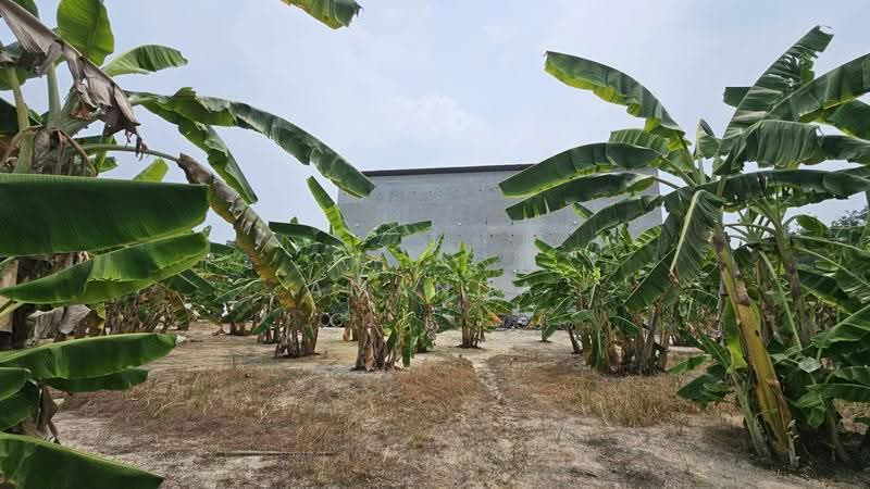 Agricultural Land for Sale in Pusing (Perak) - Amanda Fan - Garden - PropertyGuru.com.my