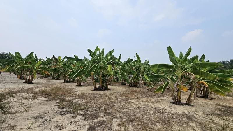 Agricultural Land for Sale in Pusing (Perak) - Amanda Fan - Exterior - PropertyGuru.com.my