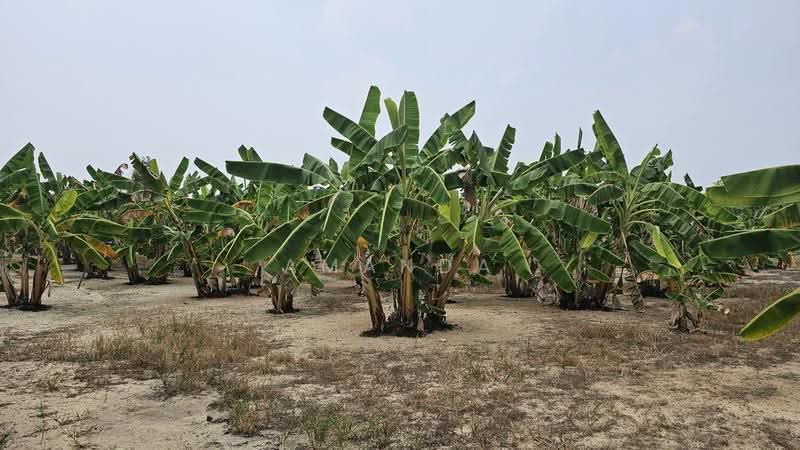Agricultural Land for Sale in Pusing (Perak) - Amanda Fan - PropertyGuru.com.my