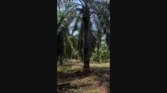 Tanah Pertanian untuk Dijual di Port Dickson (Negeri Sembilan) - Halim HP - PropertyGuru.com.my