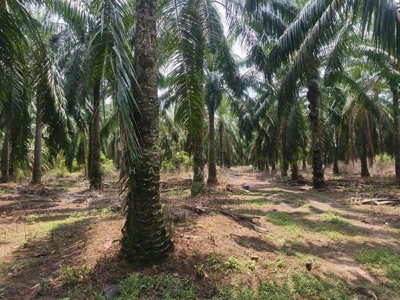 Tanah Pertanian untuk Dijual di Port Dickson (Negeri Sembilan) - Halim HP - Exterior - PropertyGuru.com.my