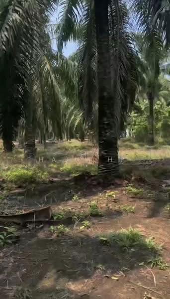 Tanah Pertanian untuk Dijual di Port Dickson (Negeri Sembilan) - Halim HP - Exterior - PropertyGuru.com.my