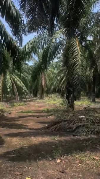 Tanah Pertanian untuk Dijual di Port Dickson (Negeri Sembilan) - Halim HP - Exterior - PropertyGuru.com.my