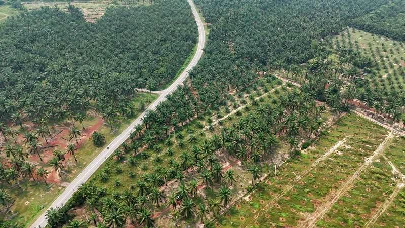 Agricultural Land for Sale in Sungai Siput (Perak) - Cherie Chong - PropertyGuru.com.my