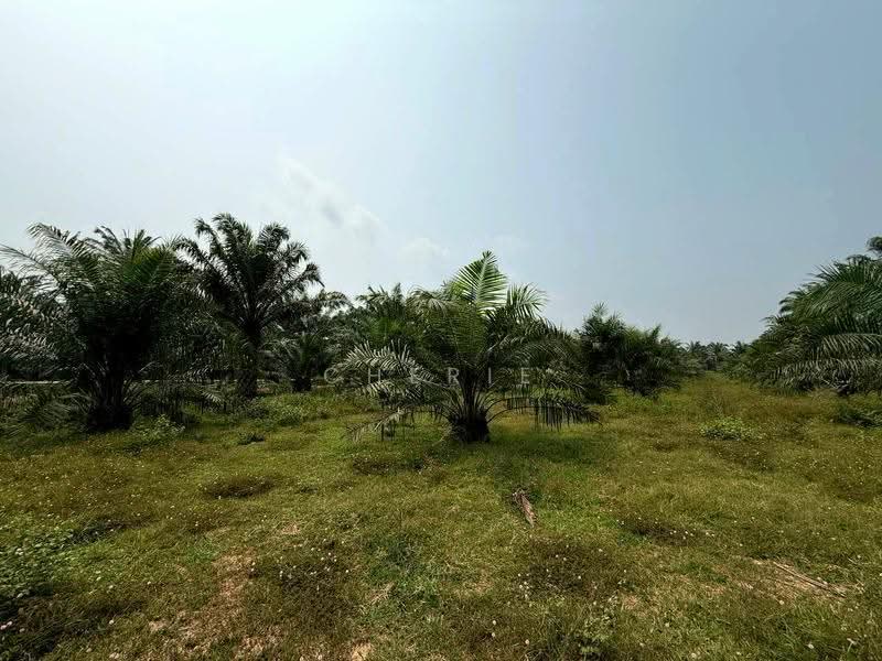 Agricultural Land for Sale in Sungai Siput (Perak) - Cherie Chong - PropertyGuru.com.my