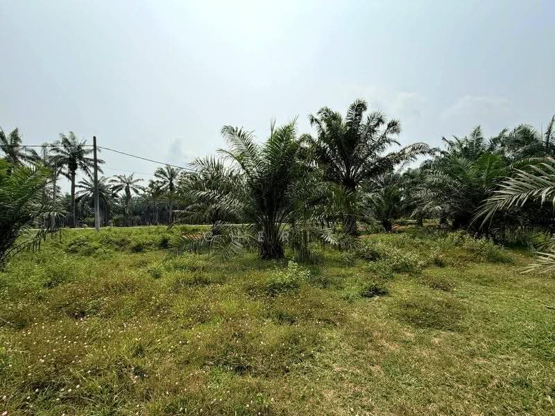 Agricultural Land for Sale in Sungai Siput (Perak) - Cherie Chong - PropertyGuru.com.my